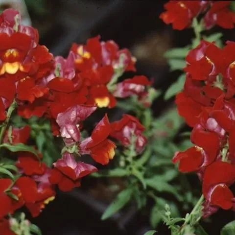 thumbnail for publication: Antirrhinum majus Snapdragon